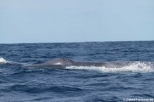 Blauwal (Balaenoptera musculus) vor der Azoren-Insel São Miguel