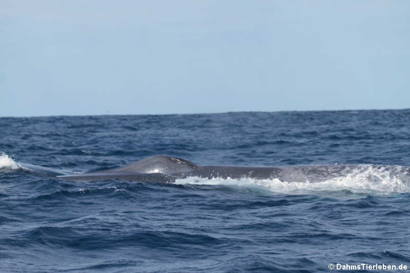 Balaenoptera musculus