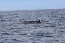 Finnwal (Balaenoptera physalus) vor der Küste von São Miguel, Azoren