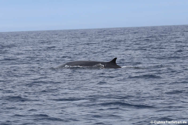 Finnwal (Balaenoptera physalus)