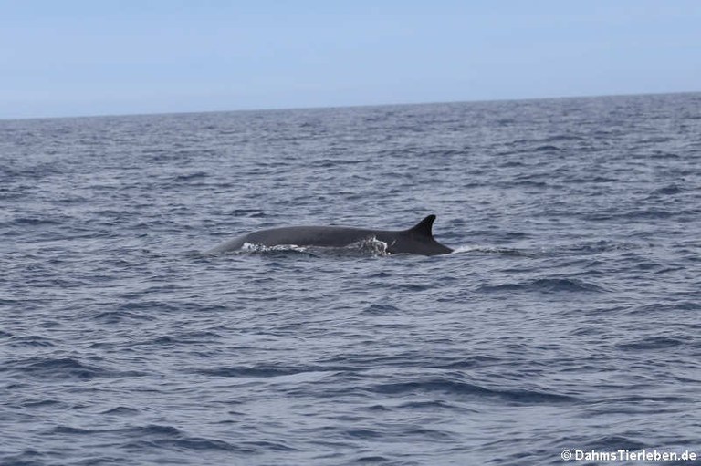 Balaenoptera physalus