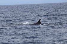 Finnwal (Balaenoptera physalus) vor der Küste von São Miguel, Azoren