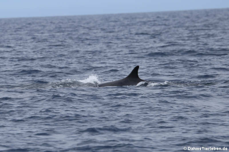 Balaenoptera physalus