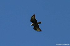 Azorenbussard (Buteo buteo rothschildi) auf der Azoren-Insel São Miguel