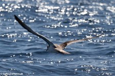 Gelbschnabel-Sturmtaucher (Calonectris borealis) vor der Azoren-Insel São Miguel