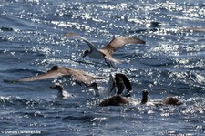 Gelbschnabel-Sturmtaucher (Calonectris borealis) vor der Azoren-Insel São Miguel