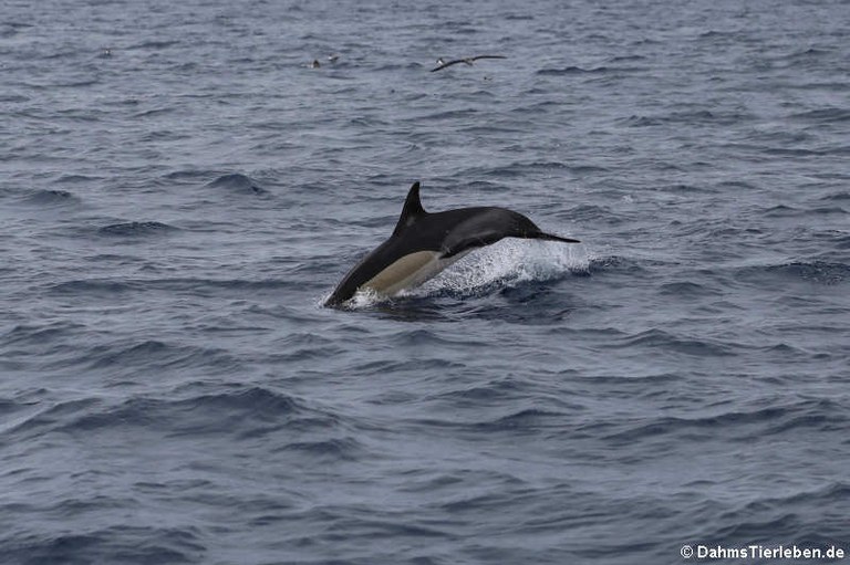 Delphinus delphis