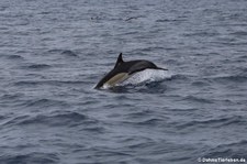 Delfin (Delphinus delphis) vor der Azoren-Insel São Miguel