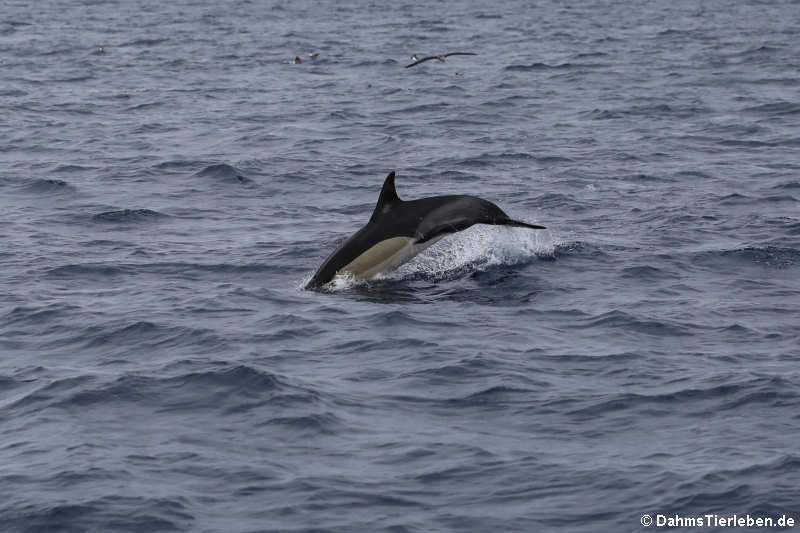 Delfin (Delphinus delphis)