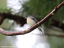 Fringilla coelebs moreletti