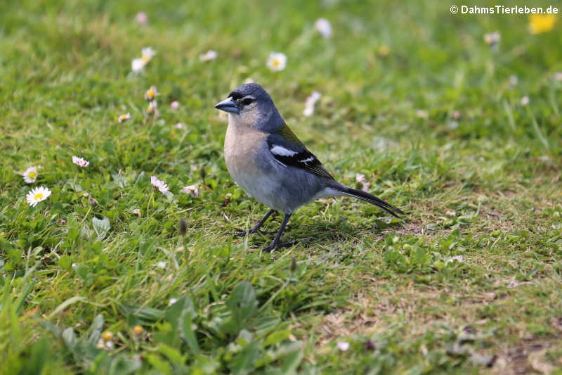 Buchfink (Fringilla coelebs moreletti)