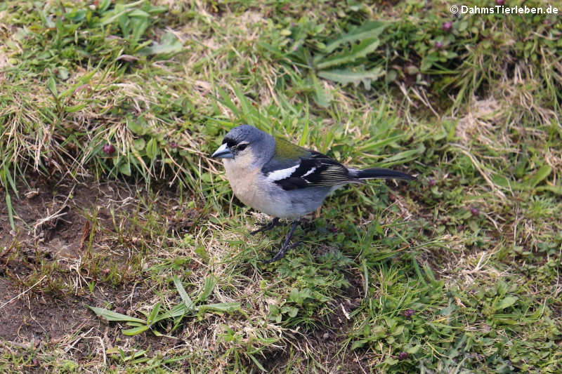 Fringilla coelebs moreletti