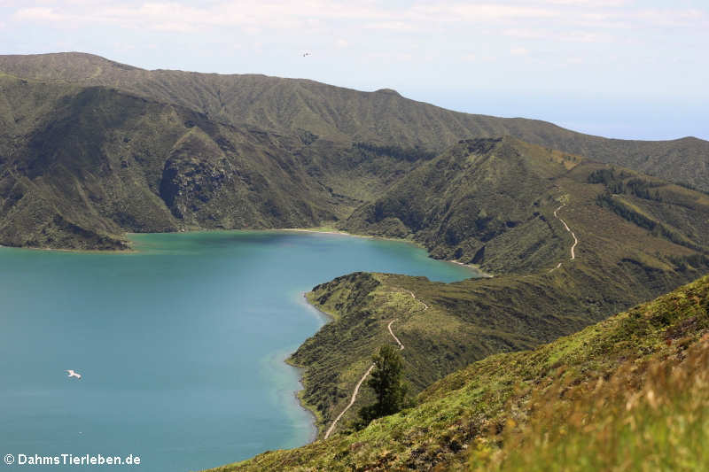 Blick auf den Lagoa do Fogo 