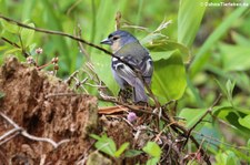 Buchfink (Fringilla coelebs moreletti) am Lagoa das Furnas, São Miguel, Azoren