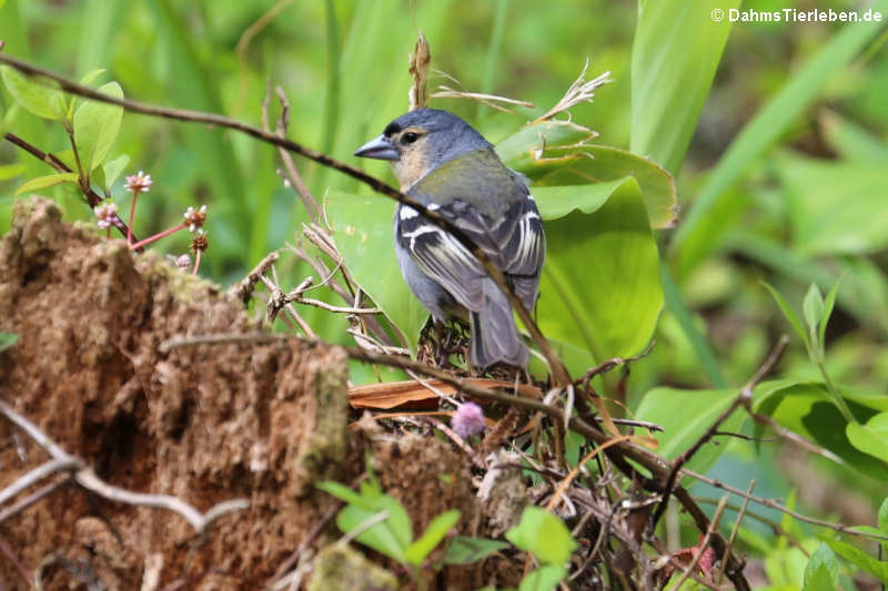 männlicher Buchfink (Fringilla coelebs moreletti)