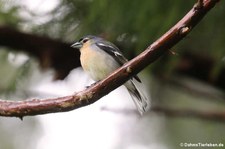 Buchfink (Fringilla coelebs moreletti) am Lagoa das Furnas, São Miguel, Azoren