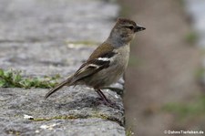 Buchfink (Fringilla coelebs moreletti) am Lagoa das Furnas, São Miguel, Azoren