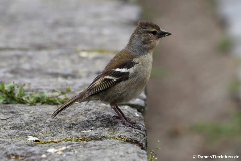 weiblicher Buchfink (Fringilla coelebs moreletti)