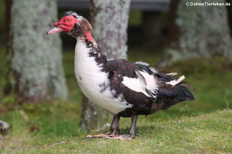 Warzenente (Cairina moschata)