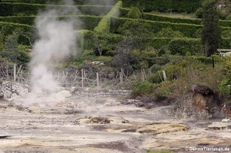 Caldeiras (Dampfquelle) am Lagoa das Furnas