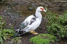 Warzenente (Cairina moschata f. domestica) am Logoa das Funas, São Miguel, Azoren