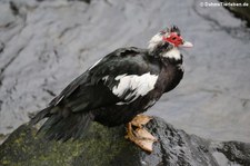 Warzenente (Cairina moschata f. domestica) am Logoa das Funas, São Miguel, Azoren