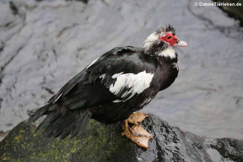 Cairina moschata