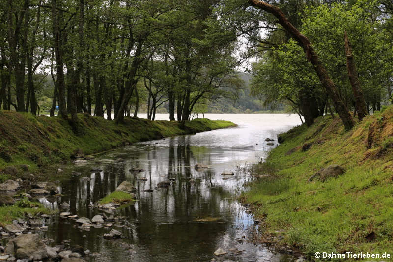 Zufluss zum See