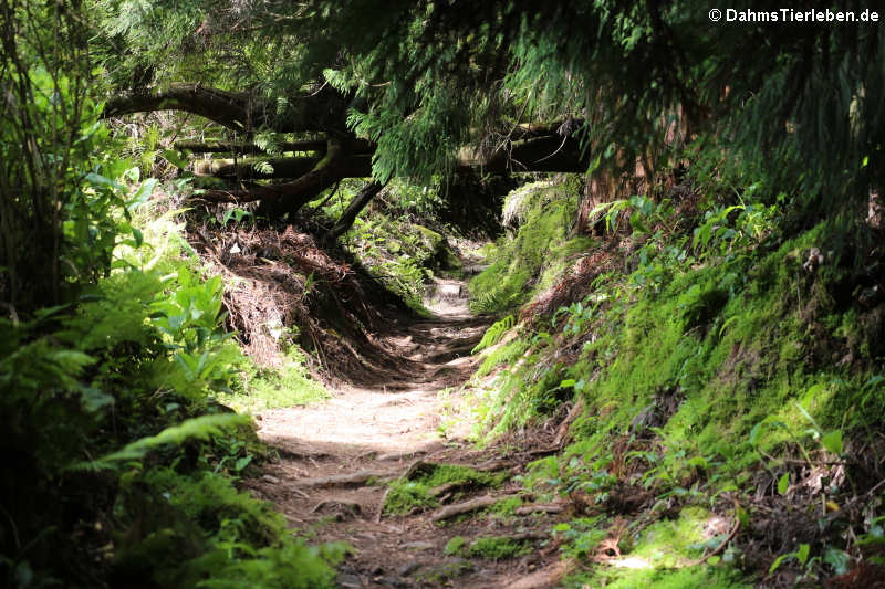 Aufstieg zum Pico do Ferro