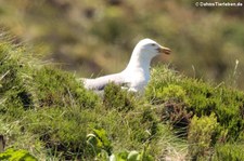 Mittelmeermöwe (Larus michahellis atlantis), Água de Pau, São Miguel, Azoren