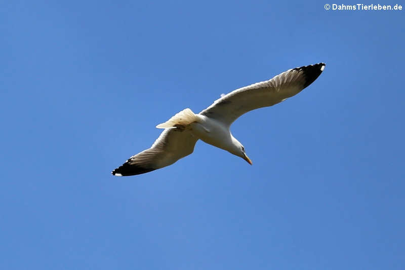 Mittelmeermöwe (Larus michahellis atlantis)