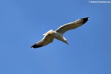 Mittelmeermöwe (Larus michahellis atlantis), Água de Pau, São Miguel, Azoren