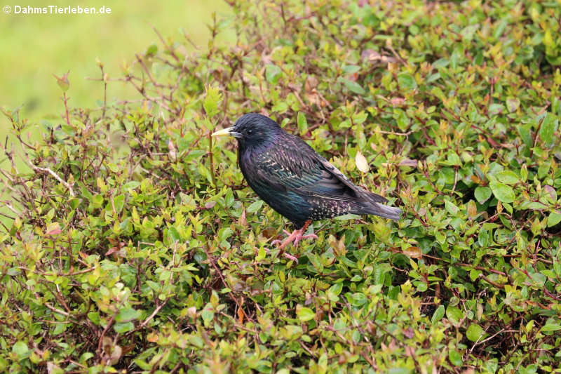 Star (Sturnus vulgaris granti)