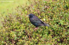 Star (Sturnus vulgaris granti) auf der Azoren-Insel São Miguel