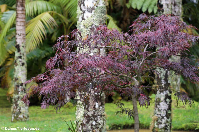 Roter Fächerahorn (Acer palmatum)