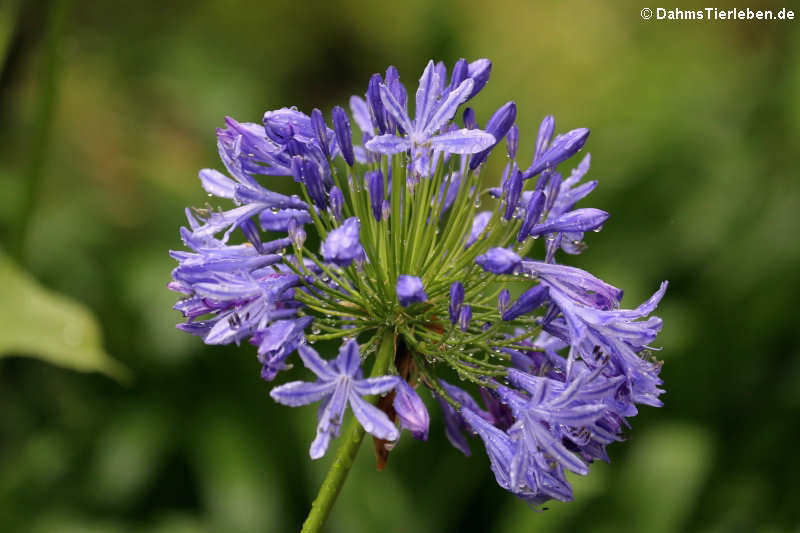 Schmucklilie (Agapanthus praecox)