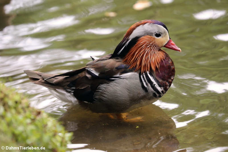 männliche Mandarinente (Aix galericulata)