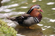 männliche Mandarinente (Aix galericulata)  im Terra Nostra Garden, São Miguel, Azoren