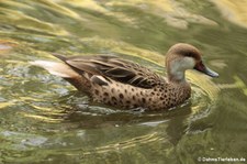 Bahamaente (Anas bahamensis) im Terra Nostra Garden, São Miguel, Azoren