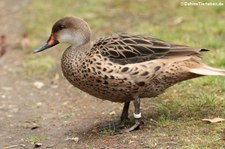 Bahamaente (Anas bahamensis) im Terra Nostra Garden, São Miguel, Azoren