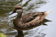 Bahamaente (Anas bahamensis) im Terra Nostra Garden, São Miguel, Azoren