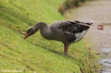 Graugans (Anser anser) im Terra Nostra Garden auf der Azoren-Insel São Miguel