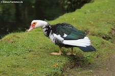 Warzenente (Cairina moschata f. domestica) im Terra Nostra Garden auf der Azoren-Insel São Miguel