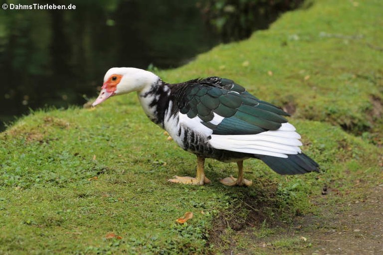 Cairina moschata