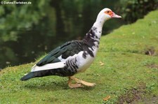 Warzenente (Cairina moschata f. domestica) im Terra Nostra Garden, São Miguel, Azoren