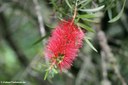 Callistemon citrinus