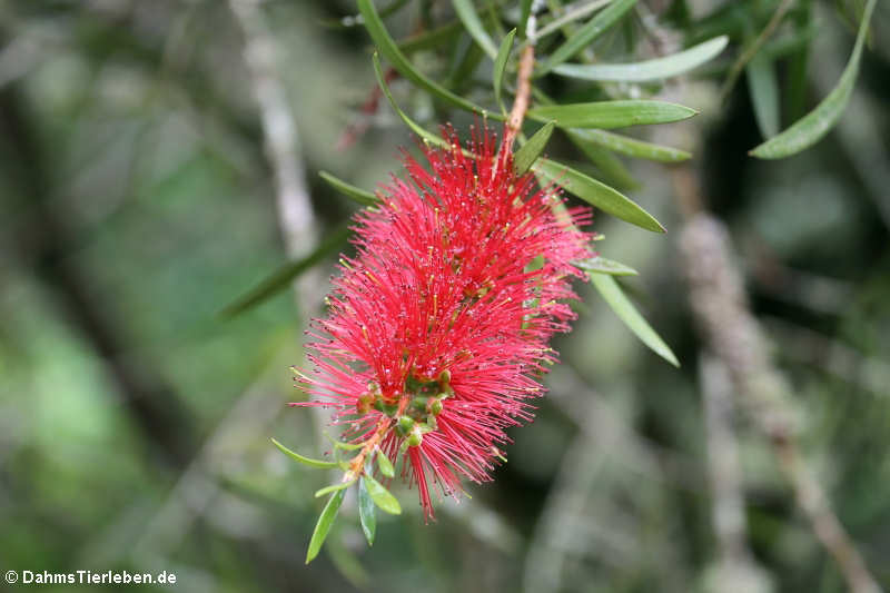 Karminroter Zylinderputzer (Callistemon citrinus)