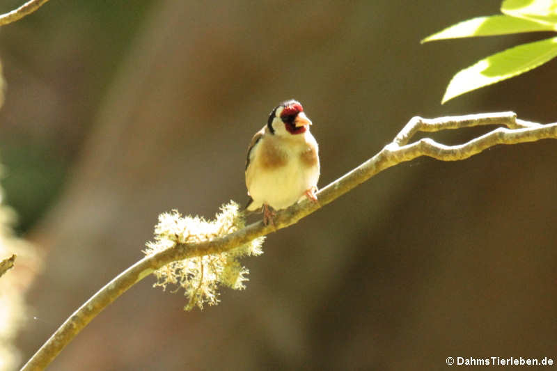 Carduelis carduelis parva