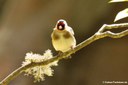 Carduelis carduelis parva