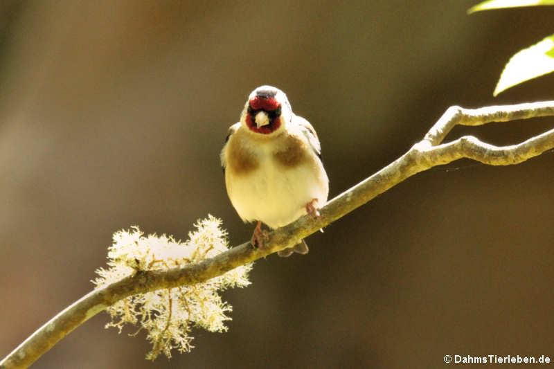 Stieglitz (Carduelis carduelis parva)